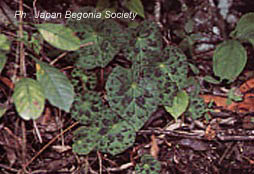 B. parvula